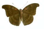 Dophla