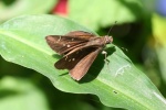Decinea