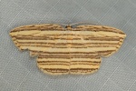 Drapetodes