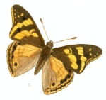 Chitoria