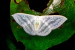 Argodrepana
