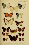 Neaveia