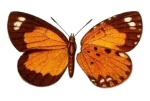 Obania