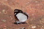Подтриба: Eubagina

	Dynamine