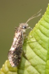 Dyseriocrania