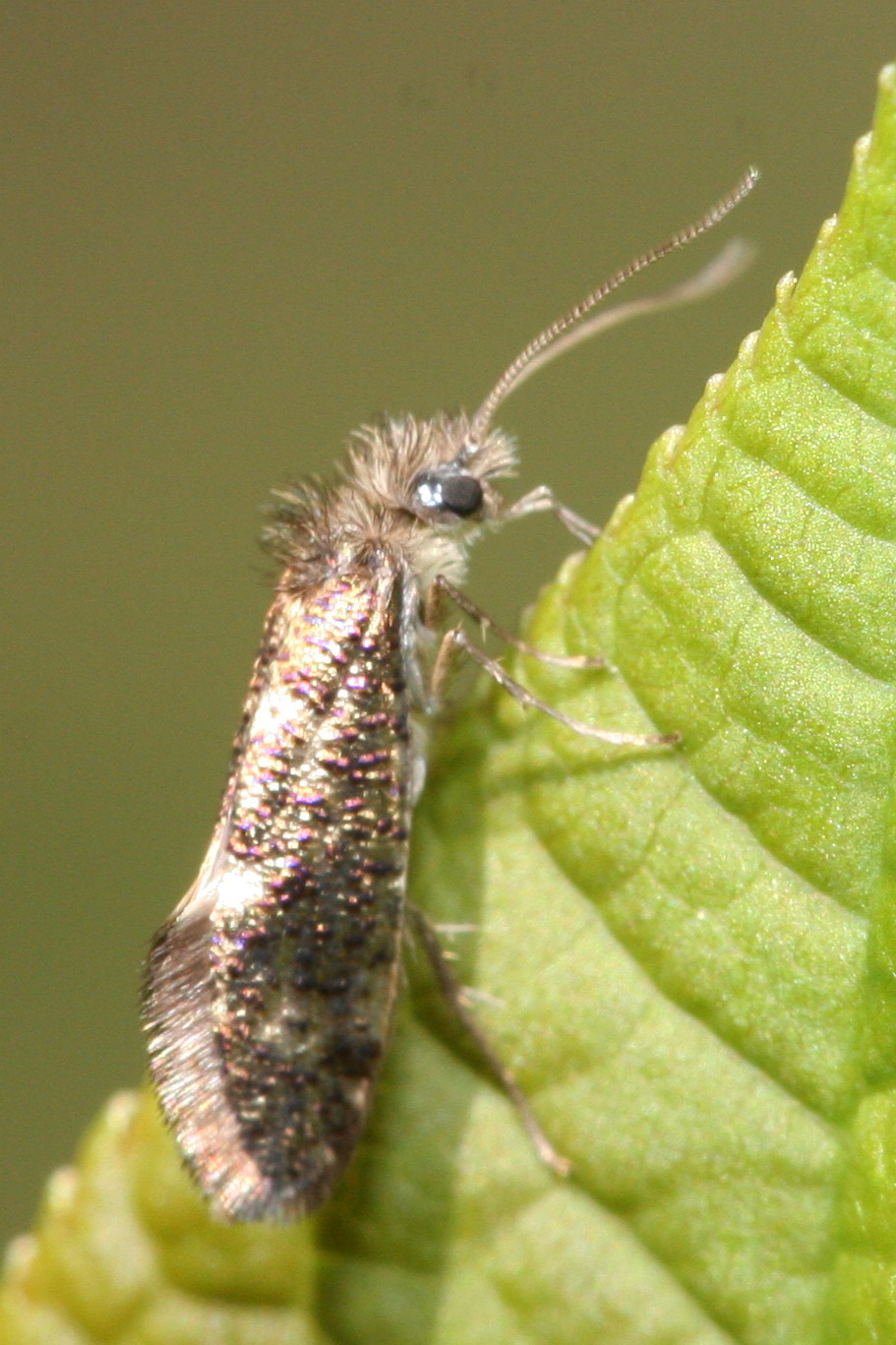 Dyseriocrania (Род)