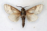 Dyspessacossus