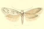 Dysspastus