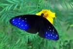 Euploea