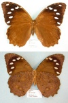Manataria