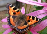 Триба: Nymphalini

	Aglais