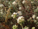 Euphilotes