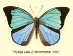 Phytala