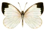 Parelodina