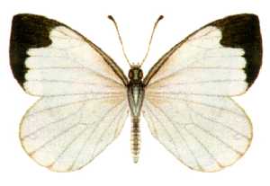 Elodina (Род)