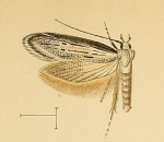 Symmoca