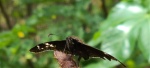 Ephyriades