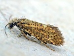 Eriocrania