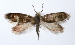 Heringocrania