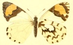 Eroessa