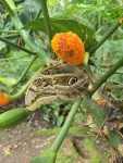 Eryphanis