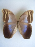 Orobrassolis