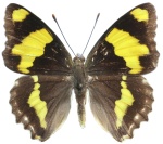 Euapatura