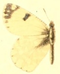 Hyantis
