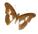 Eulaceura