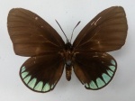 Eumaeus