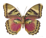 Euphaedra