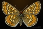 Подтриба: Euphydryina

	Euphydryas