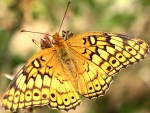 Euptoieta