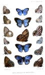Satyrotaygetis