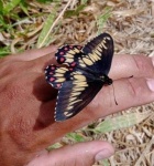 Подтриба: Troidina

	Euryades