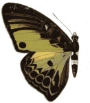 Euryphaedra