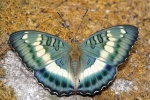 Euthalia