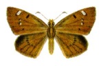 Exometoeca