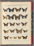 Oxynetra