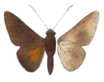 Moltena