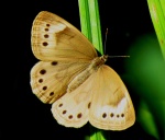 Satyrodes