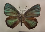 Favonius