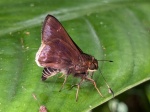 Felicena