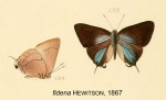 Allosmaitia