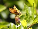 Hylephila