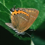 Podanotum
