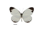 Perrhybris