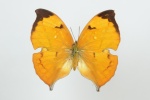 Zaretis