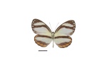 Itaballia