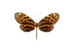 Melinaea